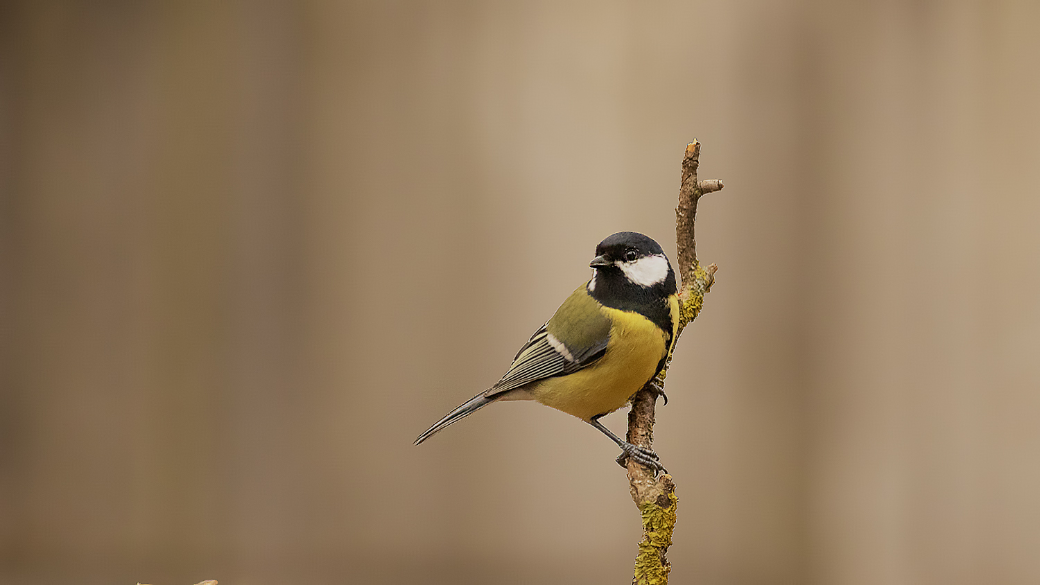 Great Tit